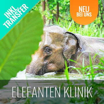 Elefanten Klinik Aktivität Koh Samui helfen beim Füttern